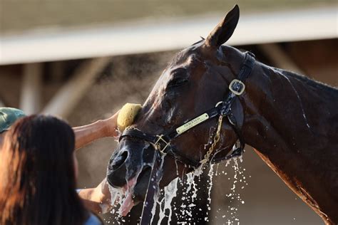 Kentucky Derby Odds, Betting Trends: Everything You Need To Know.